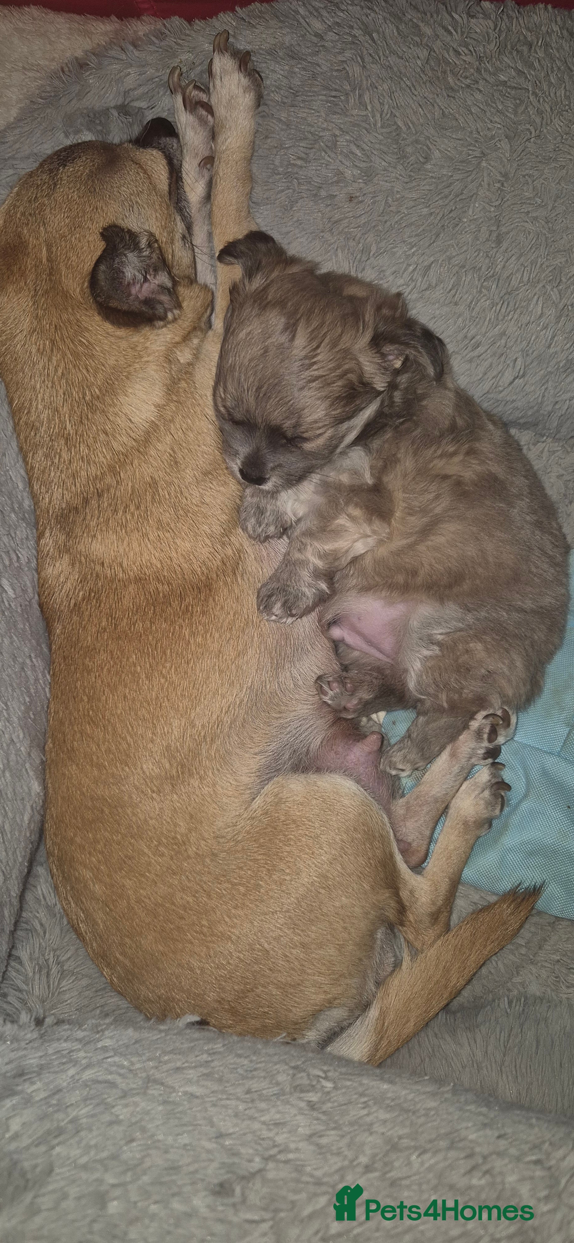 Chihuahua dogs Adorable chihuahua pupps  - Advert 1