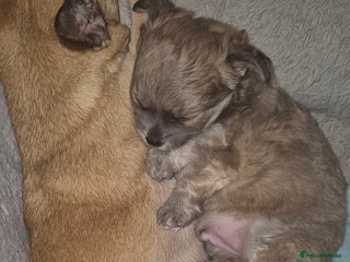 Chihuahua dogs Adorable chihuahua pupps - Advert 1