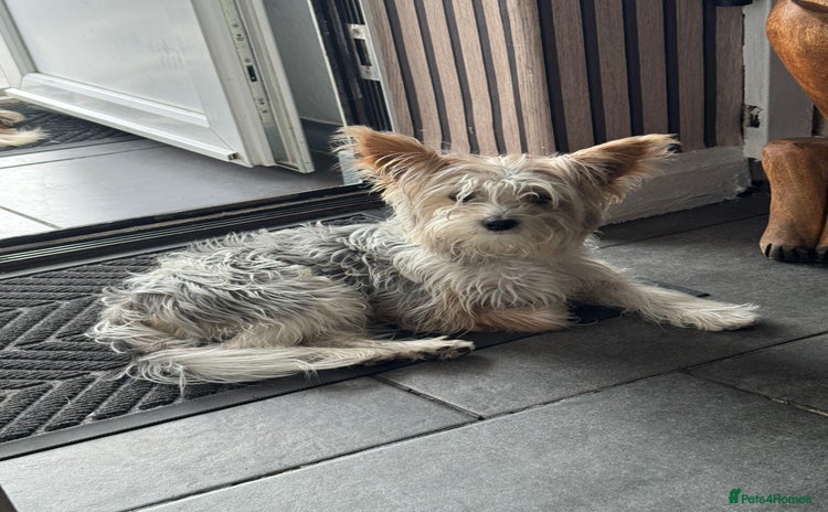 Yorkshire Terrier dogs - Advert 7