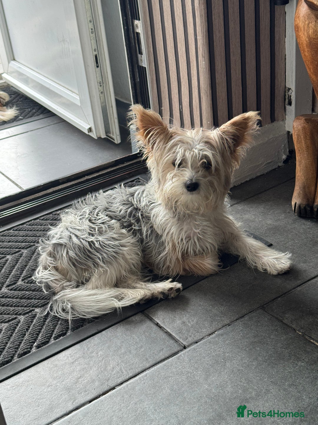 Yorkshire Terrier dogs for sale: Yorkshire terrier  - Image 1