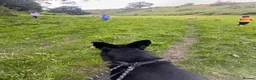 German Shepherd dogs for sale: Full KC Registered Entire Male GSD  - Advert 4