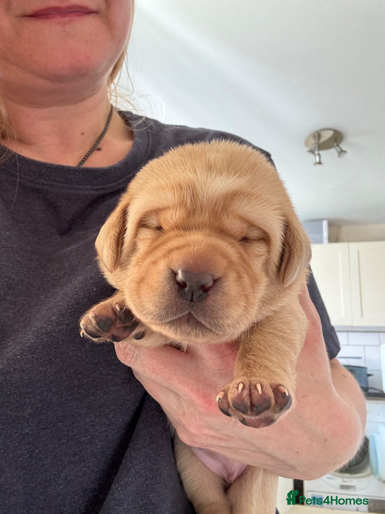 Labrador Retriever dogs Beautiful second (and final) litter from Luna - Advert 18