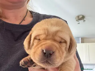 Labrador Retriever dogs Beautiful second (and final) litter from Luna - Advert 18