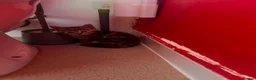 Mixed Breed cats for sale: 6 kittens for sale  - Advert 2