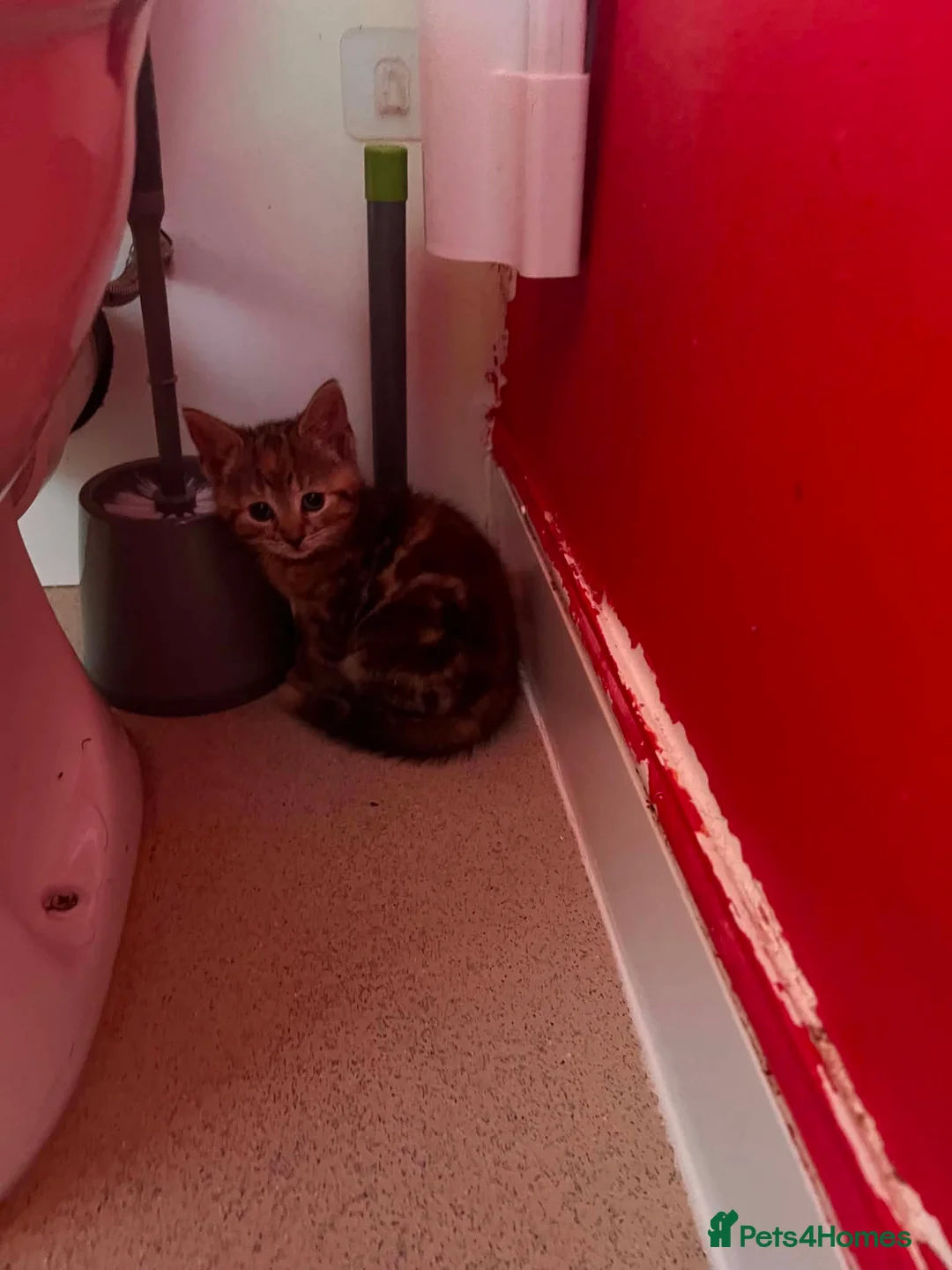 Mixed Breed cats for sale: 6 kittens for sale  - Advert 2