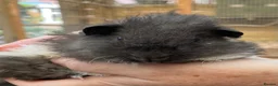 Guinea Pig rodents for sale: Lovely baby guinea pigs  - Advert 5