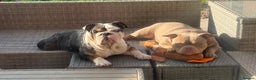 English Bulldog dogs for sale: English bulldog Merle female Babi, 2.5yrs - Advert 2