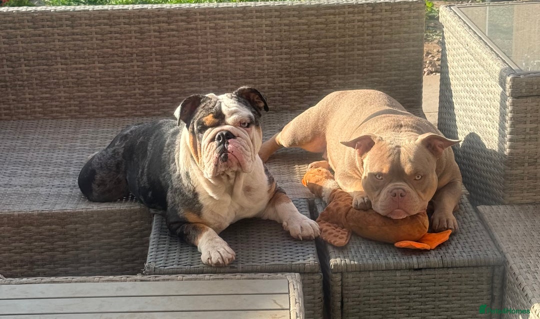 English Bulldog dogs for sale: English bulldog Merle female Babi, 2.5yrs - Advert 2