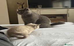 British Shorthair cats for sale: Gorgeous Kittens Ready to Find Their Forever Homes - Image 35