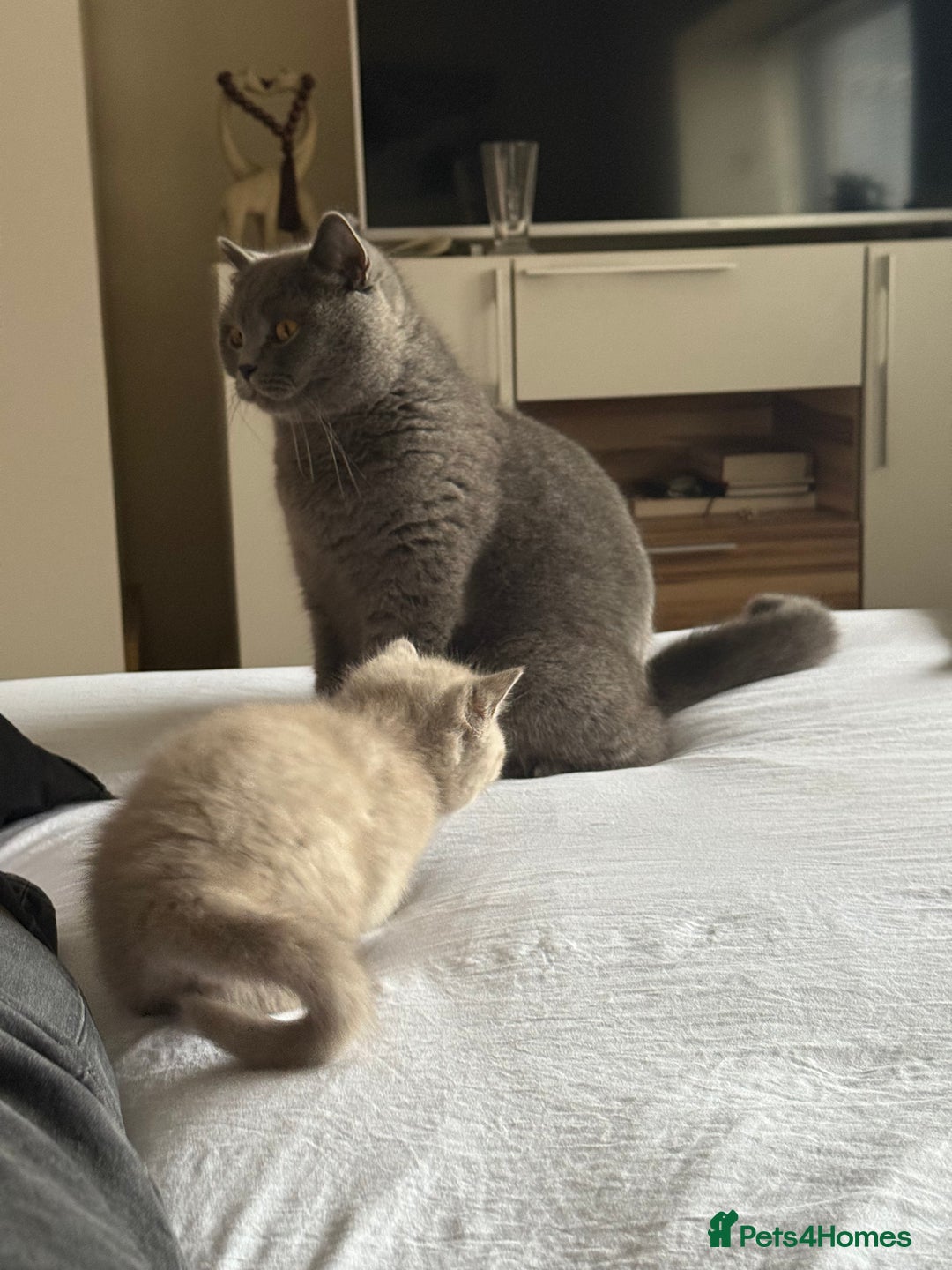 British Shorthair cats for sale: Gorgeous Kittens Ready to Find Their Forever Homes - Image 35