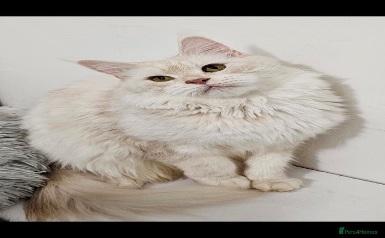 Maine Coon cats - Advert 1