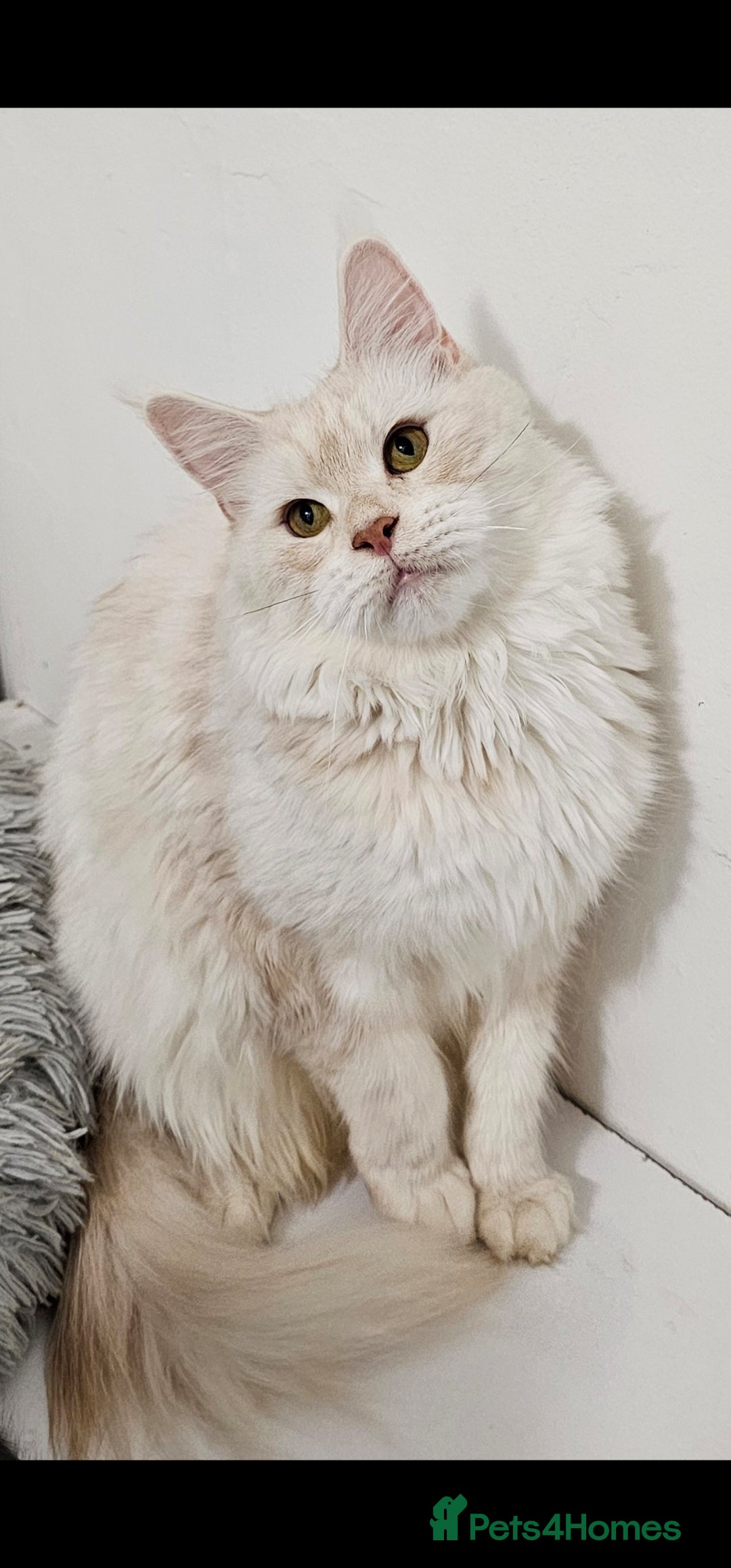 Maine Coon cats for sale: Maine Coon cat - Image 1