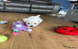 West Highland Terrier dogs for sale: Gorgeous West Highland White (Westie) Puppies - Image 6