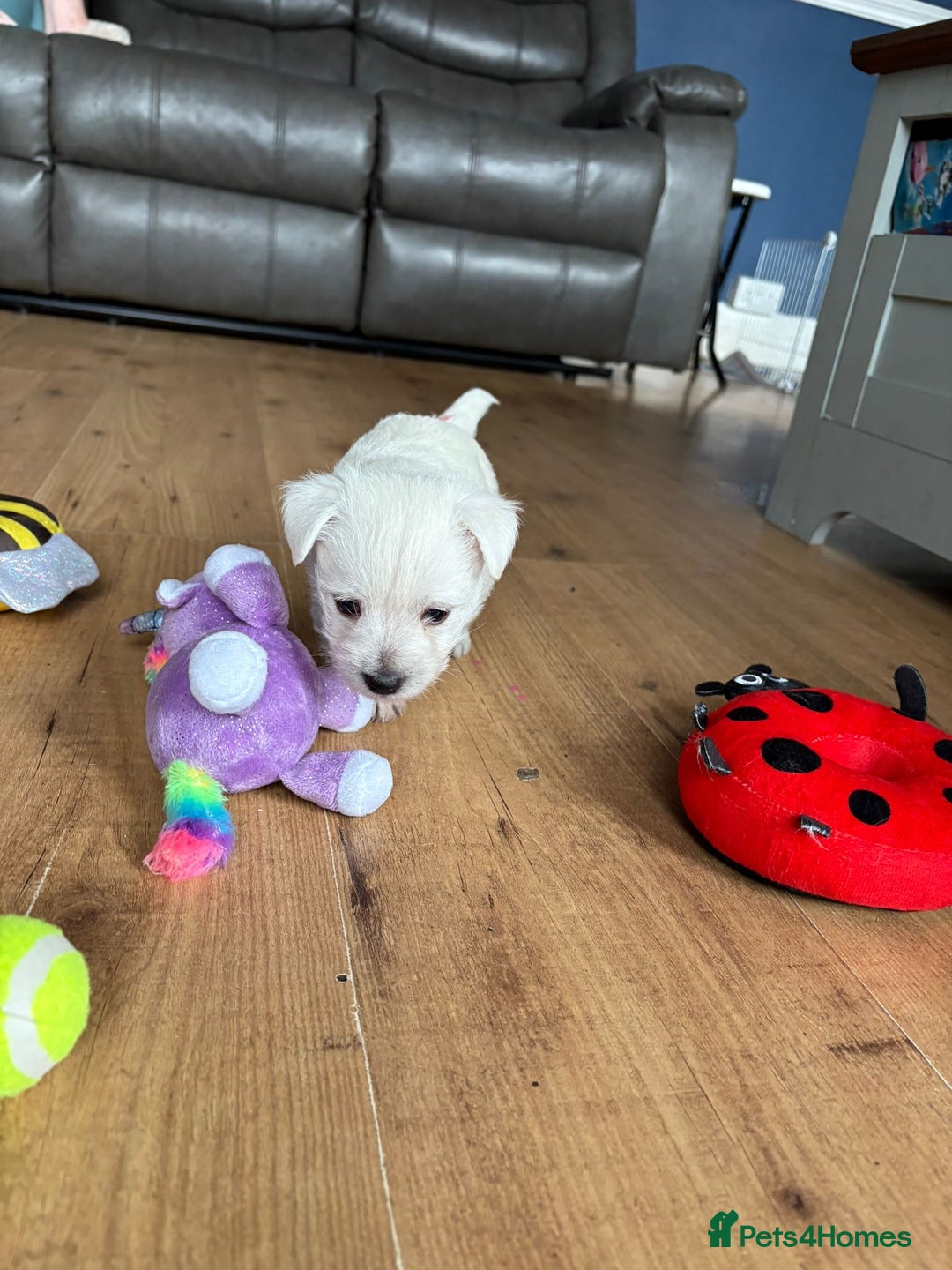 West Highland Terrier dogs for sale: Gorgeous West Highland White (Westie) Puppies - Image 6