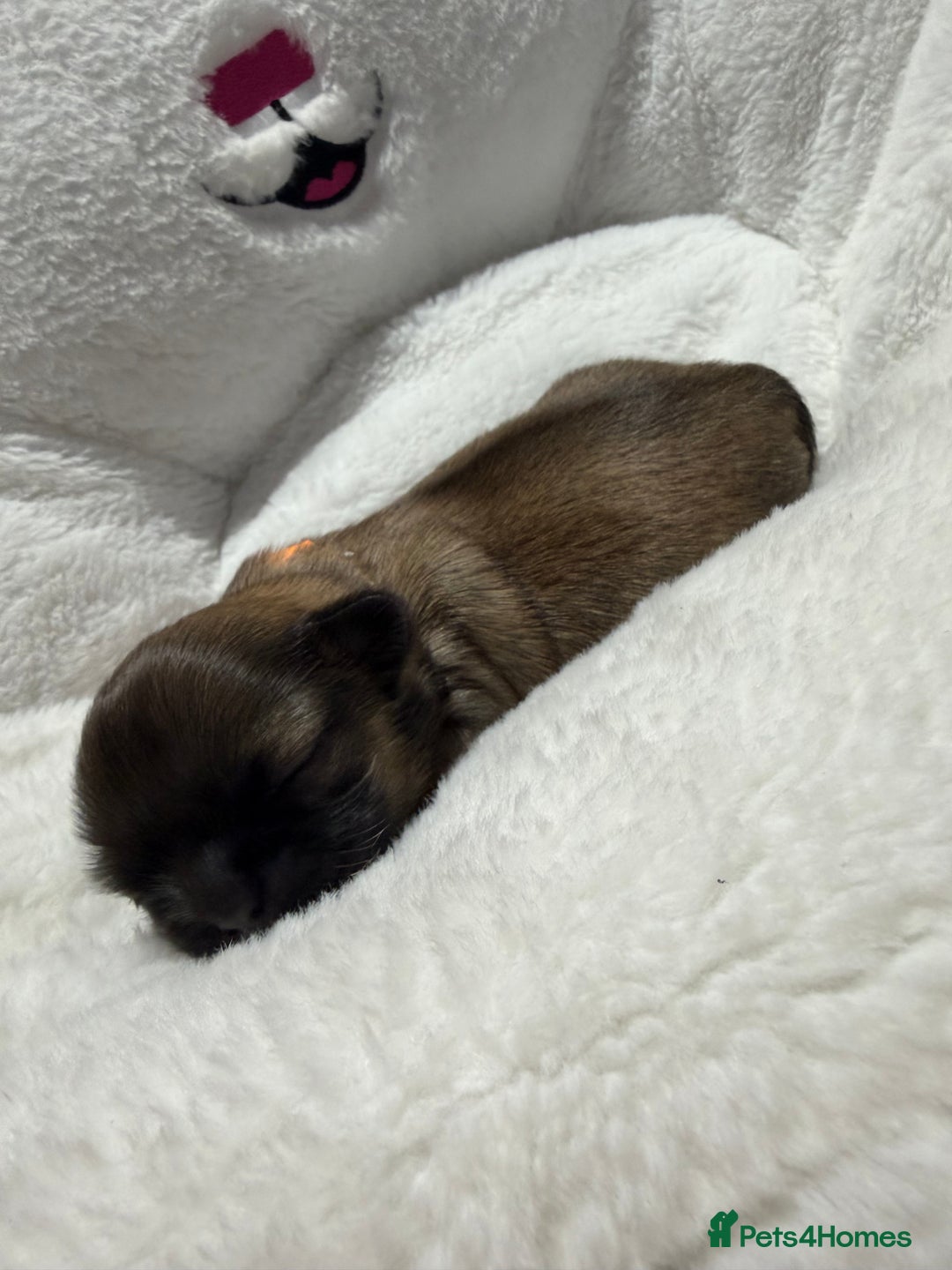 Shih Tzu dogs for sale: Shih Tzu puppy’s  - Advert 3