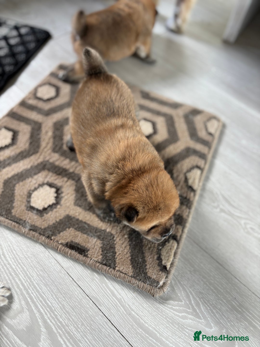 Chow Chow dogs for sale: chow chow puppies  - Image 12