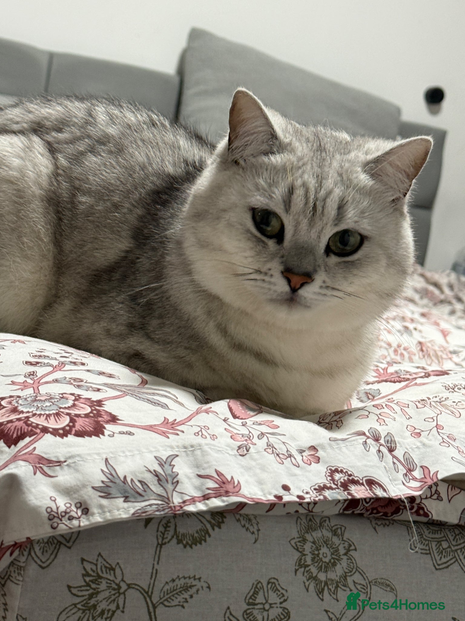 British Shorthair cats for sale: 3 females British shorthair  - Advert 4