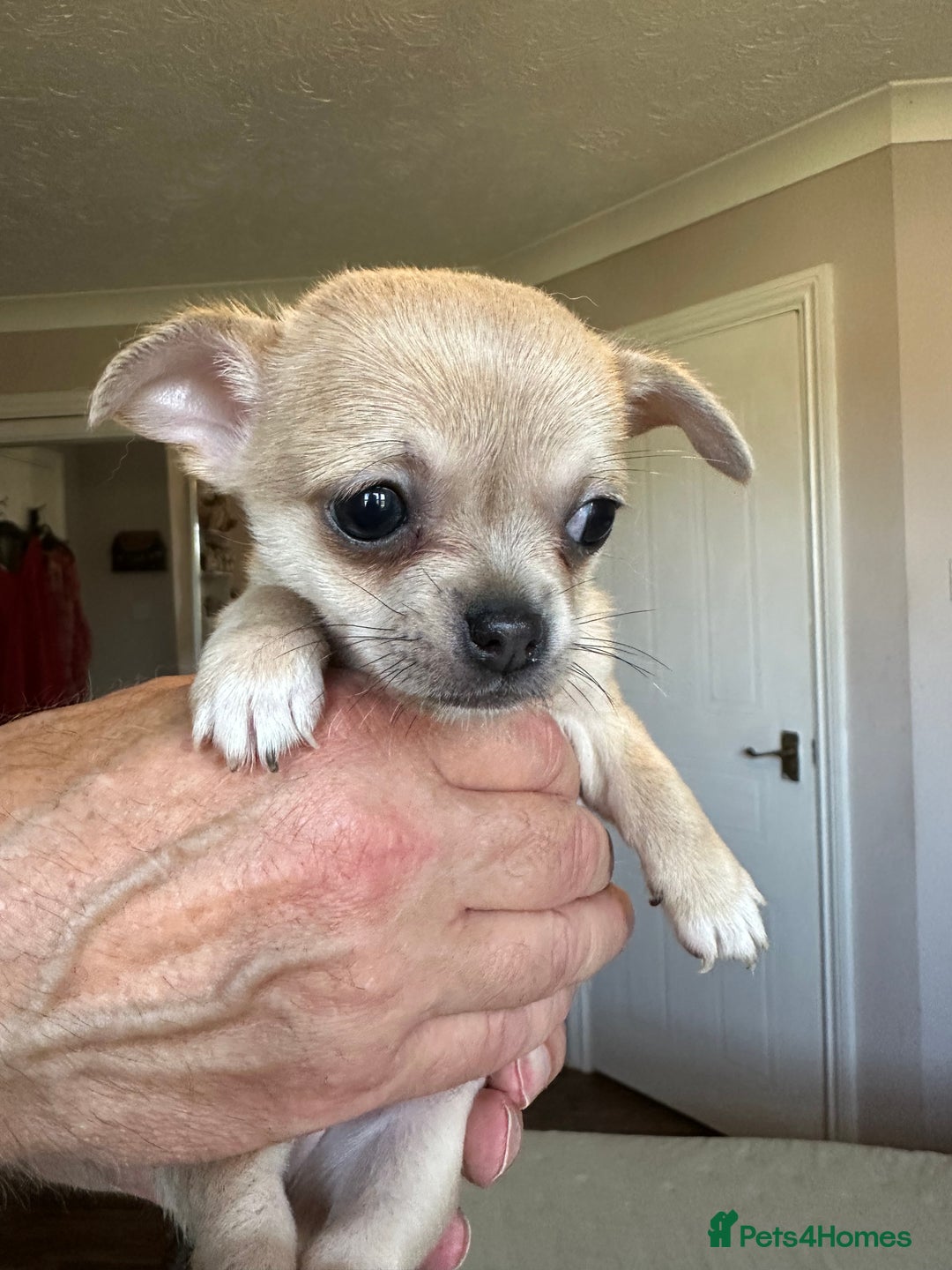 Chihuahua dogs for sale: Chihuahua puppies for sale - Image 4