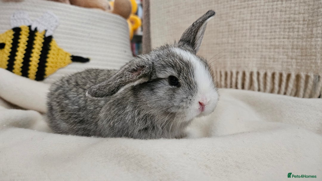 Mini Lop rabbits for sale: Adorable Baby Minilops Mixed - Image 9