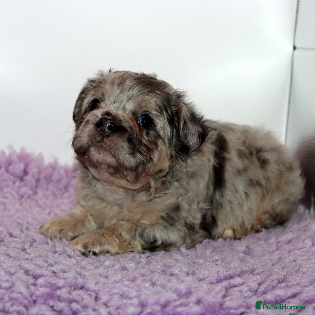 French Bulldog dogs for sale: Fluffy french bulldogs carrying Pink & Testable  - Image 3
