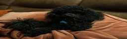 Toy Poodle dogs for stud: KC Registered Toy Poodle Stud in Bishop Auckland - Advert 5