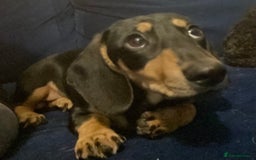 Miniature Dachshund dogs for stud: Black and cream proven gorgeous boy for stud only  - Image 2