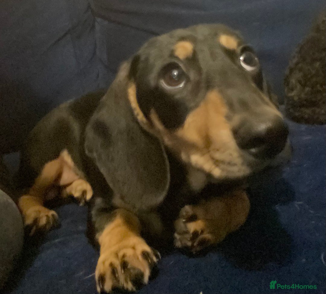 Miniature Dachshund dogs for stud: Black and cream proven gorgeous boy for stud only  - Image 2