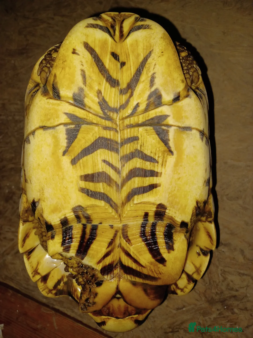 Tortoise reptiles for sale: ADULT PAIR OF INDIAN STAR TORTOISES UNRELATED  - Advert 14