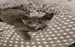 Russian Blue cats for sale: Female Russian blue kitten  - Image 6