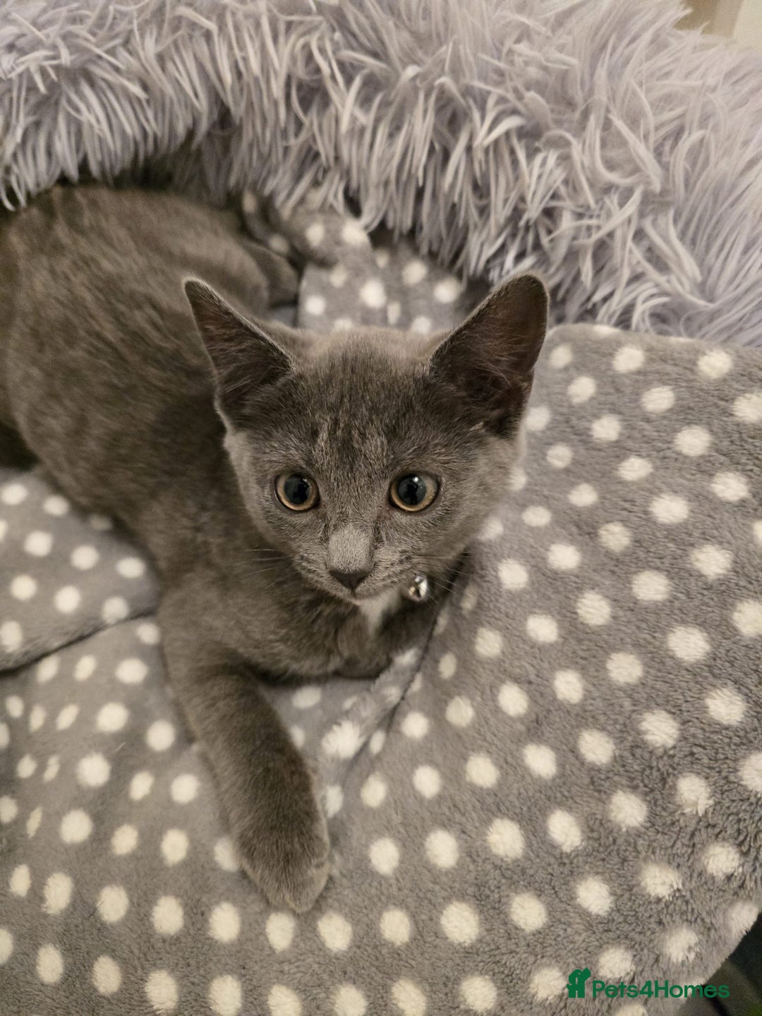 Russian Blue cats for sale: Female Russian blue kitten  - Image 6