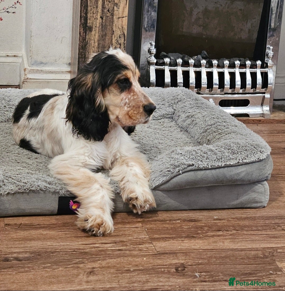 Cocker Spaniel dogs for sale: Beautiful male show cocker  - Advert 6