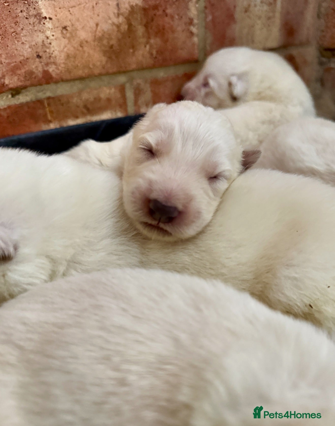 German Shepherd dogs Beautiful White Pedigree German Shepherd Puppies - Advert 2
