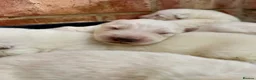 German Shepherd dogs for sale: Beautiful White Pedigree German Shepherd Puppies - Advert 10