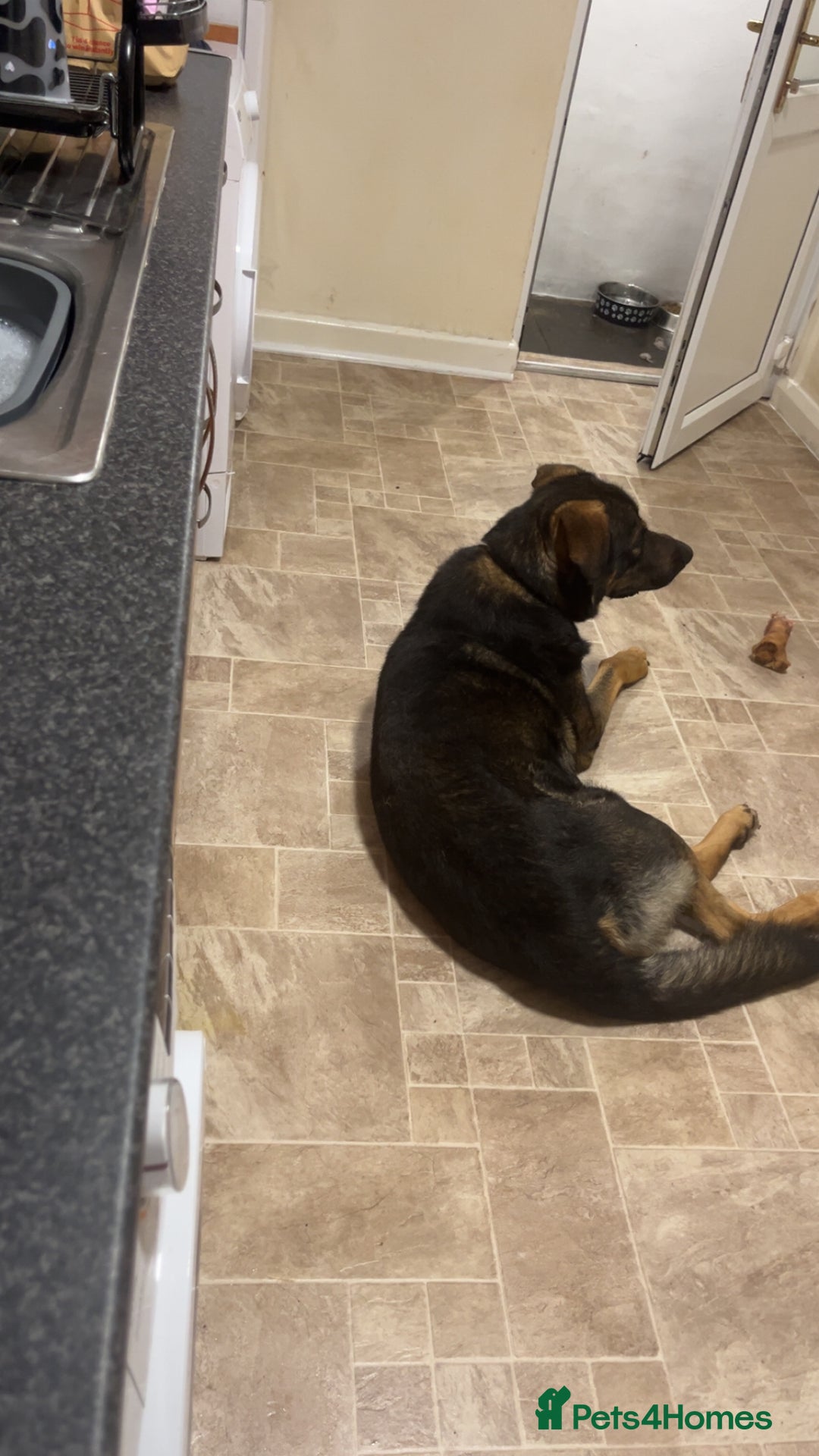 Mixed Breed dogs for sale: German Shephered cross  - Image 2