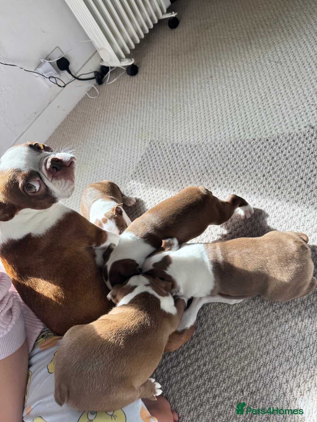 Boston Terrier dogs for sale: Boston Terrier Pups  - Image 11