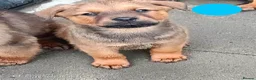 Mixed Breed dogs for sale: Masakiweiler (mastiff x akita x rottweiler) pups - Advert 13