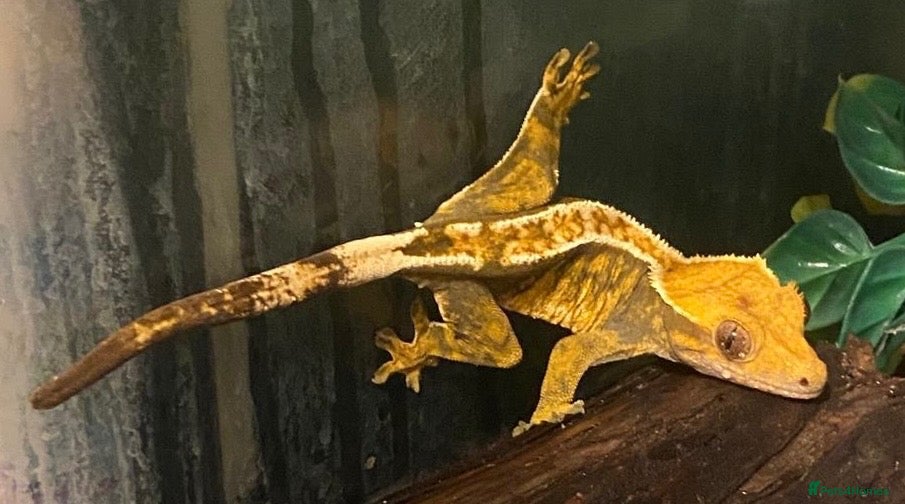Gecko reptiles Harlequin gecko - Advert 4