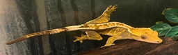 Gecko reptiles for sale: Harlequin gecko in Biggleswade - Advert 1