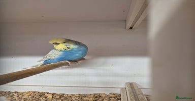 Budgerigars birds - Advert 2