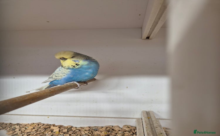 Budgerigars birds - Advert 14