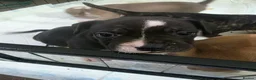 Mixed Breed dogs for sale: French bulldog x Staffordshire bull terrier - Advert 11