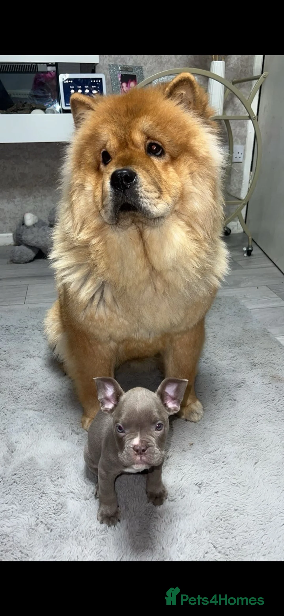 Chow Chow dogs for sale: Narla  - Advert 5