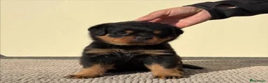 Rottweiler Puppy 1