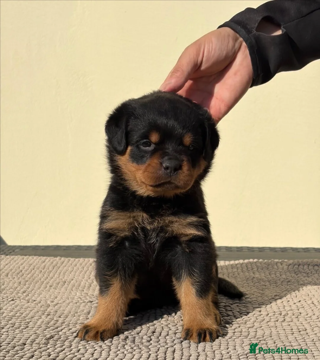 Rottweiler dogs for sale: 🩶 Beautiful Rottweiler Puppies 🩵 - Advert 1