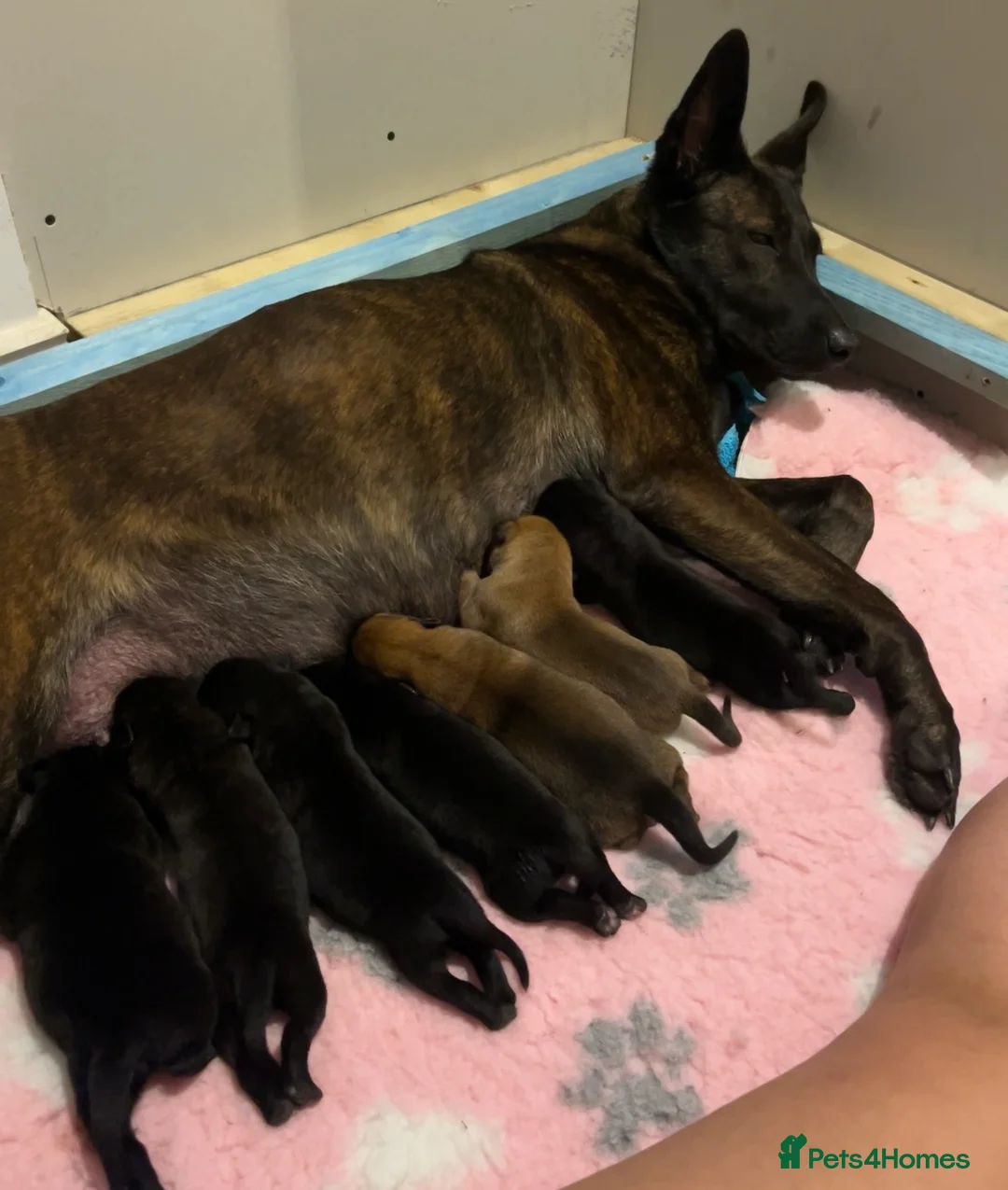 Mixed Breed dogs for sale: Dutch herder puppies - Advert 2