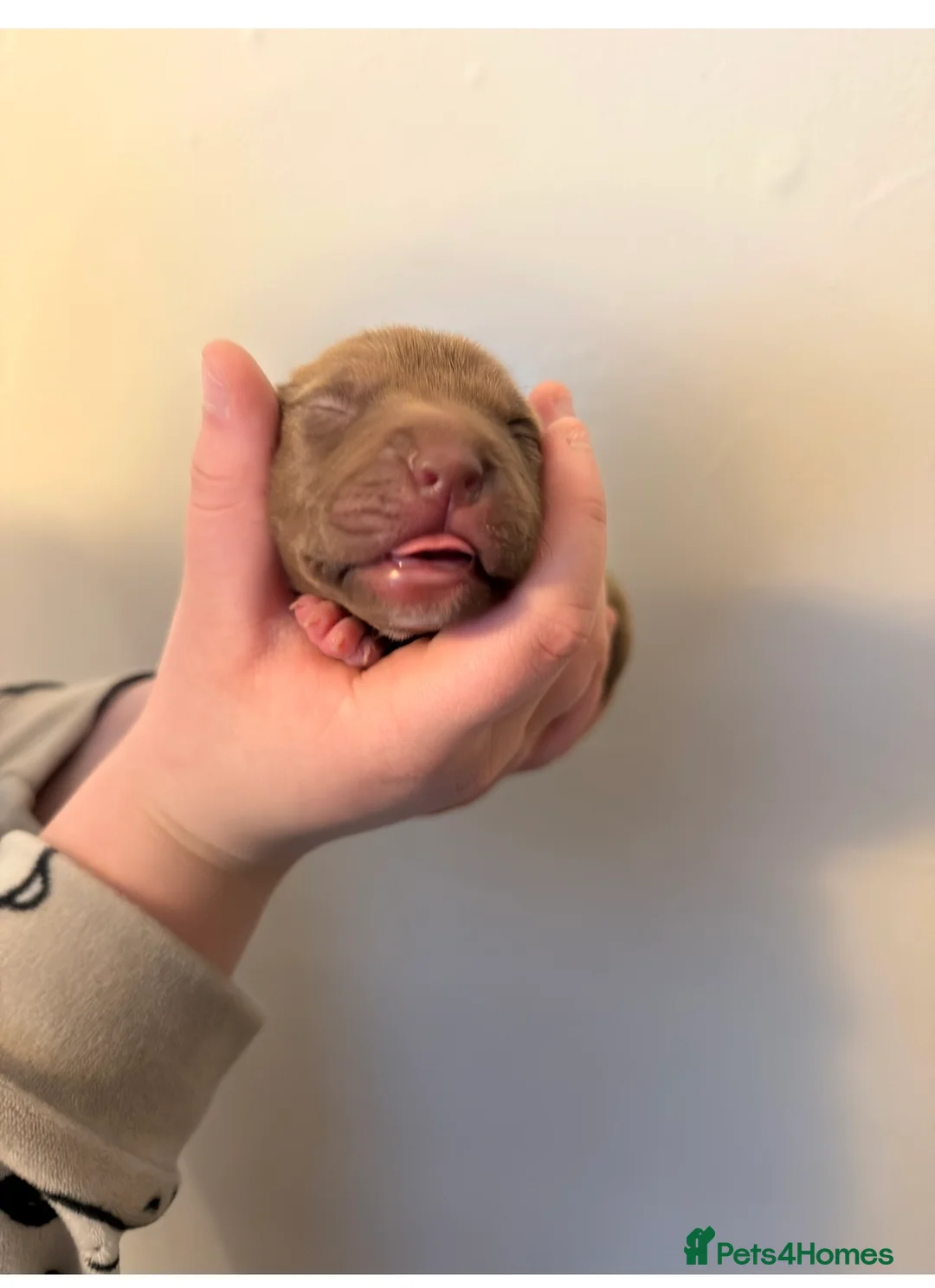 Staffordshire Bull Terrier dogs for sale: Puppy in Leeds - Advert 2