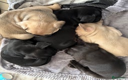 French Bulldog dogs for sale: FRENCH BULLDOG PUPPIES , THOROUGHBRED  - Image 1