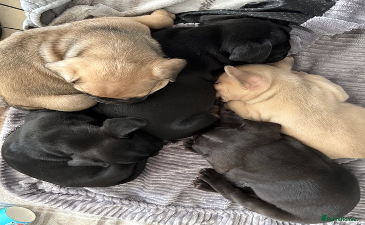 French Bulldog dogs - Advert 3