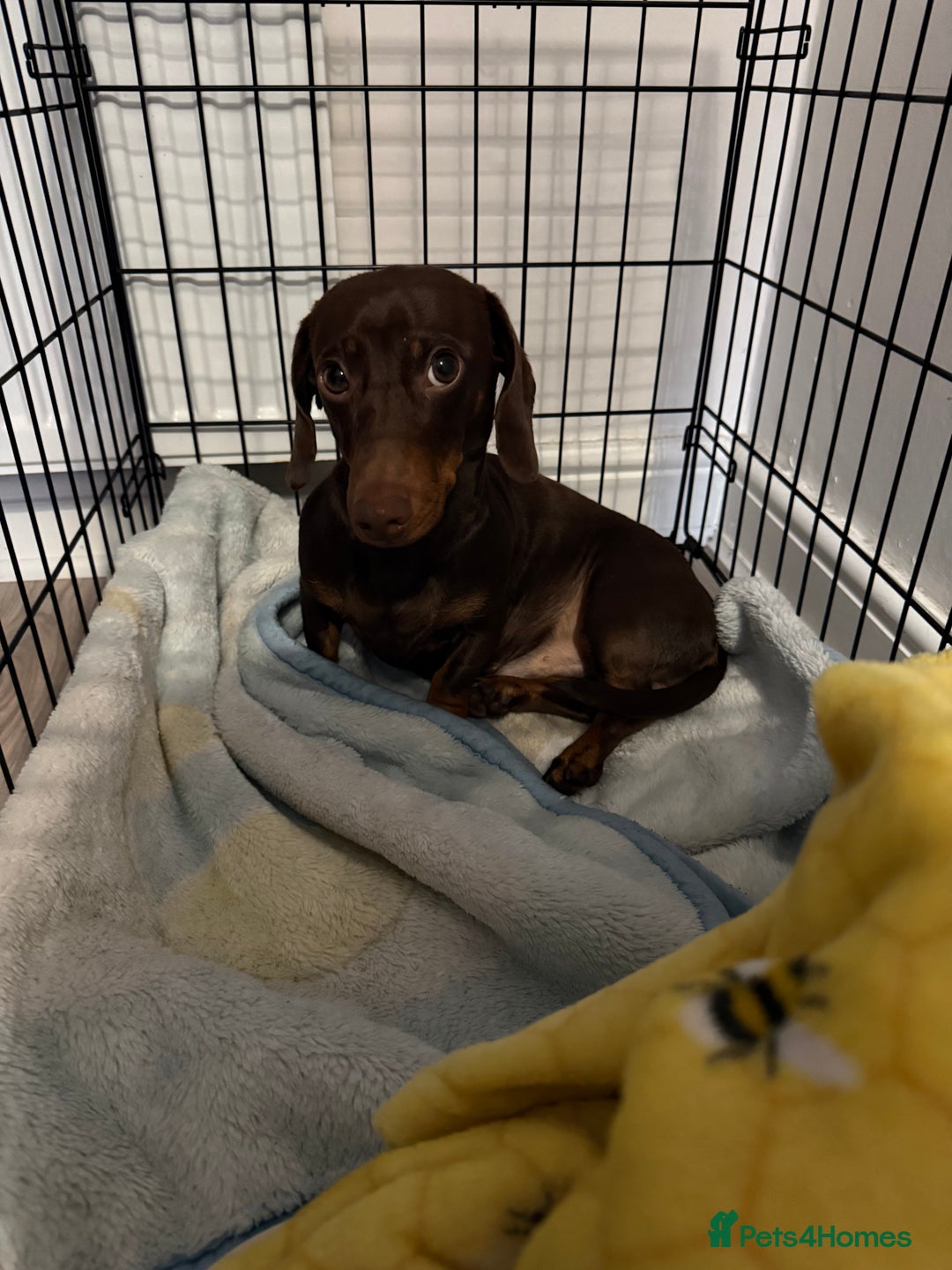 Miniature Dachshund dogs for sale: 1 year old miniature dachshund for sale  - Advert 1