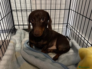 Miniature Dachshund dogs for sale: 1 year old miniature dachshund for sale - Advert 1